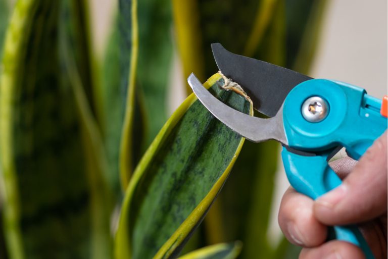 Dracaena trifasciata