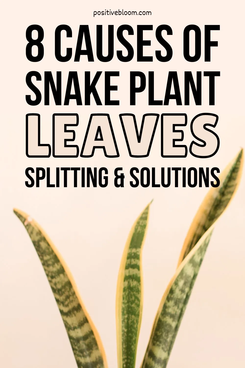 8 Causes Of Snake Plant Leaves Splitting And Solutions Pinterest