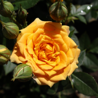 beautiful yellow rose