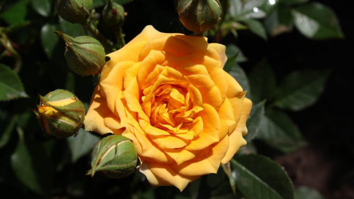 9 Stunning Italian Roses To Add To Your Garden