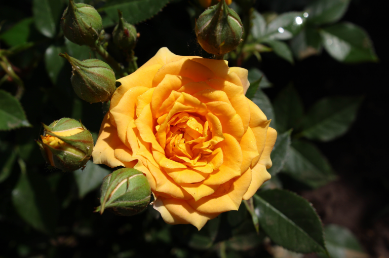 beautiful yellow rose