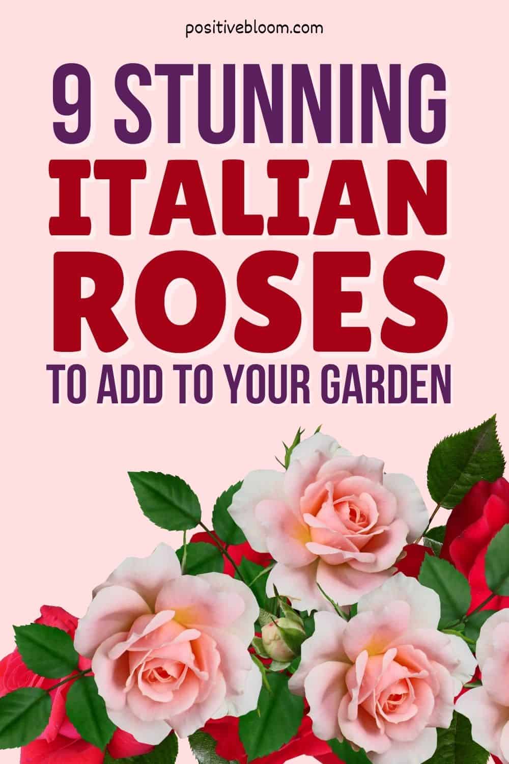 9 Stunning Italian Roses To Add To Your Garden Pinterest