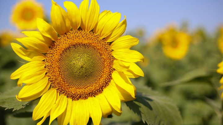 A List Of Sunflower Companion Plants: From Best To Worst