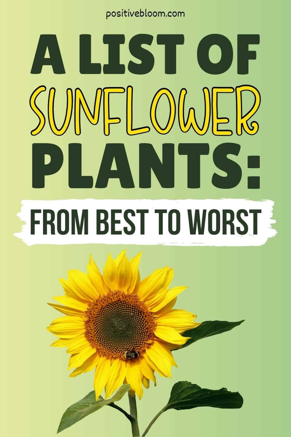 A List Of Sunflower Companion Plants From Best To Worst Pinterest