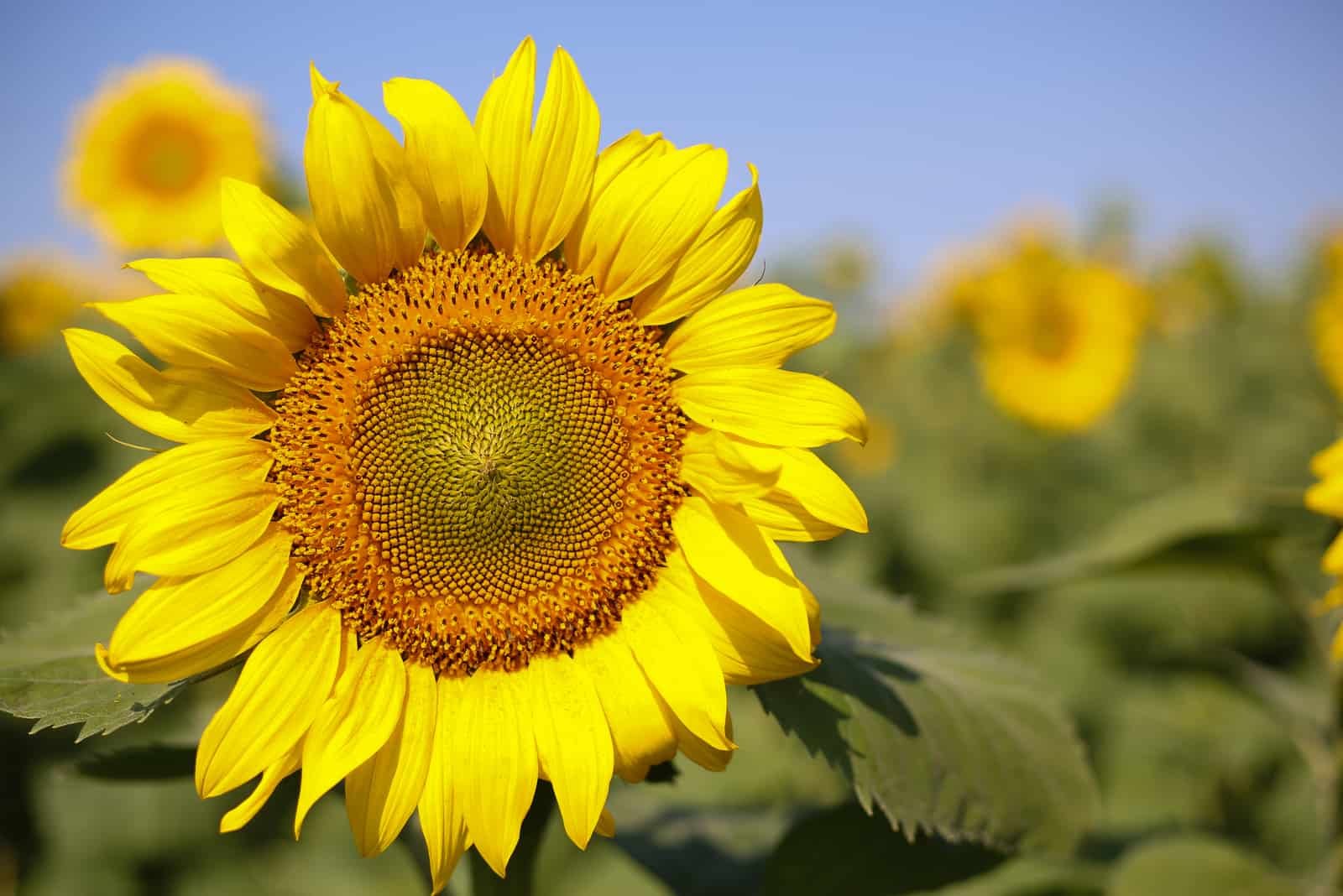 A List Of Sunflower Companion Plants: From Best To Worst