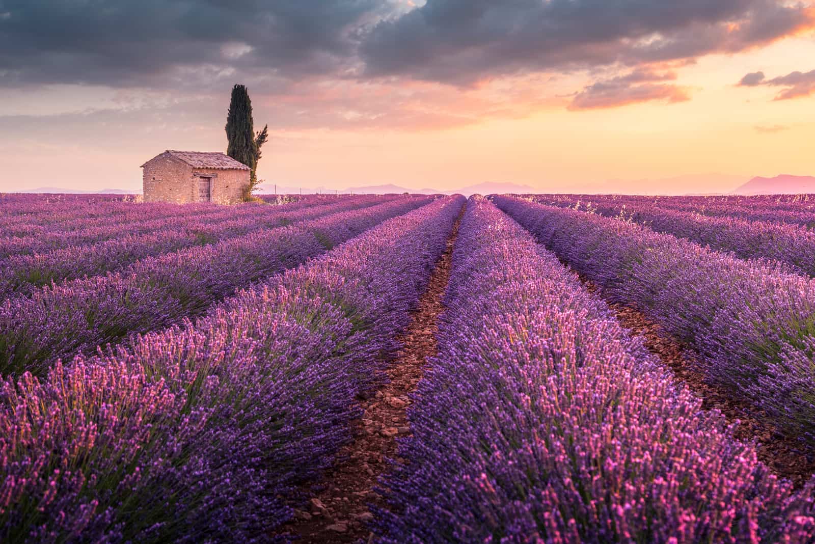 A lonely house into lavender fields 