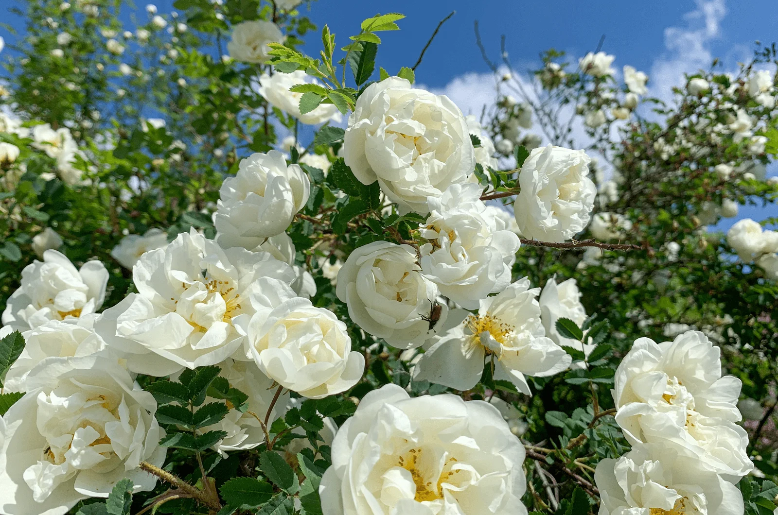 Alba roses