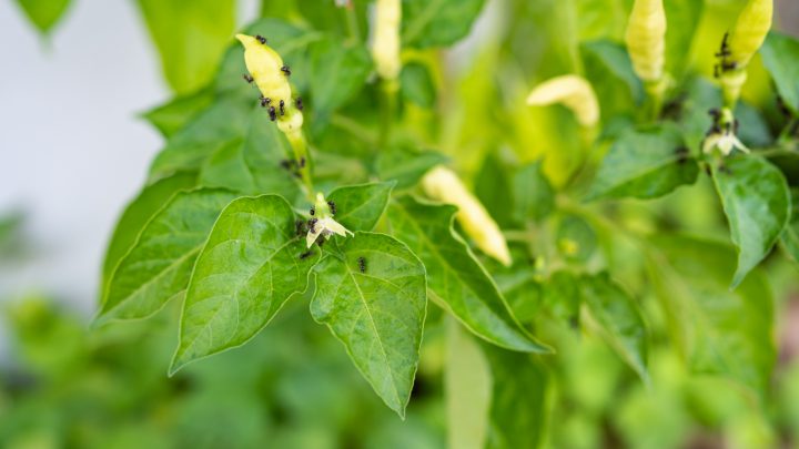 Ants On Pepper Plants: Is It A Good Or A Bad Sign?