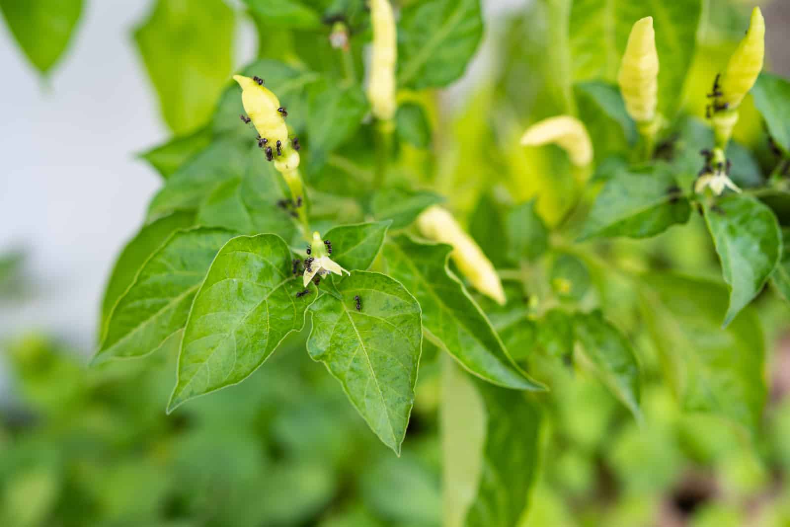 Ants On Pepper Plants: Is It A Good Or A Bad Sign?