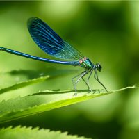 Dragonflies on a green leaf