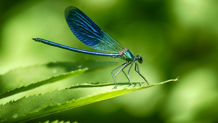 Are Dragonflies Pollinators? The Answer Might Shock You!