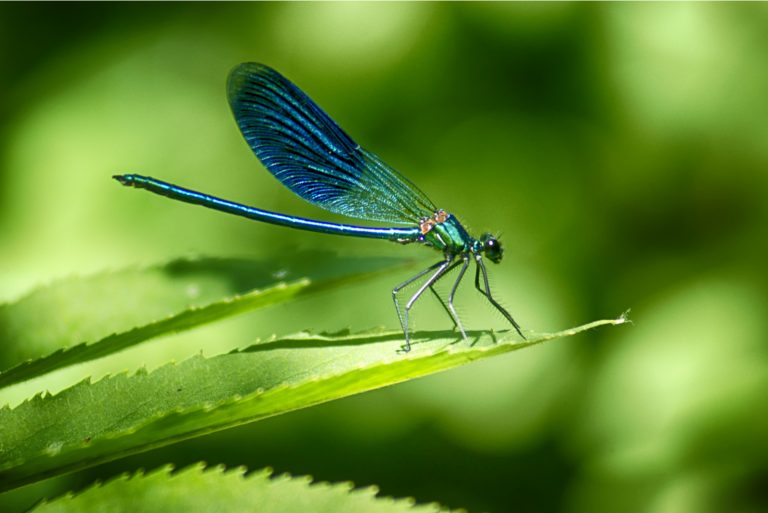 Dragonflies on a green leaf