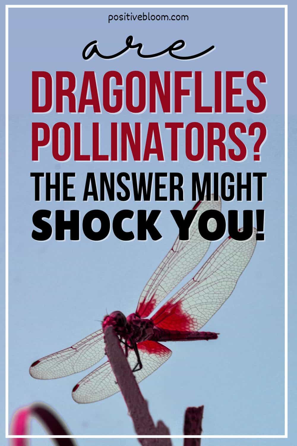 Are Dragonflies Pollinators The Answer Might Shock You! Pinterest