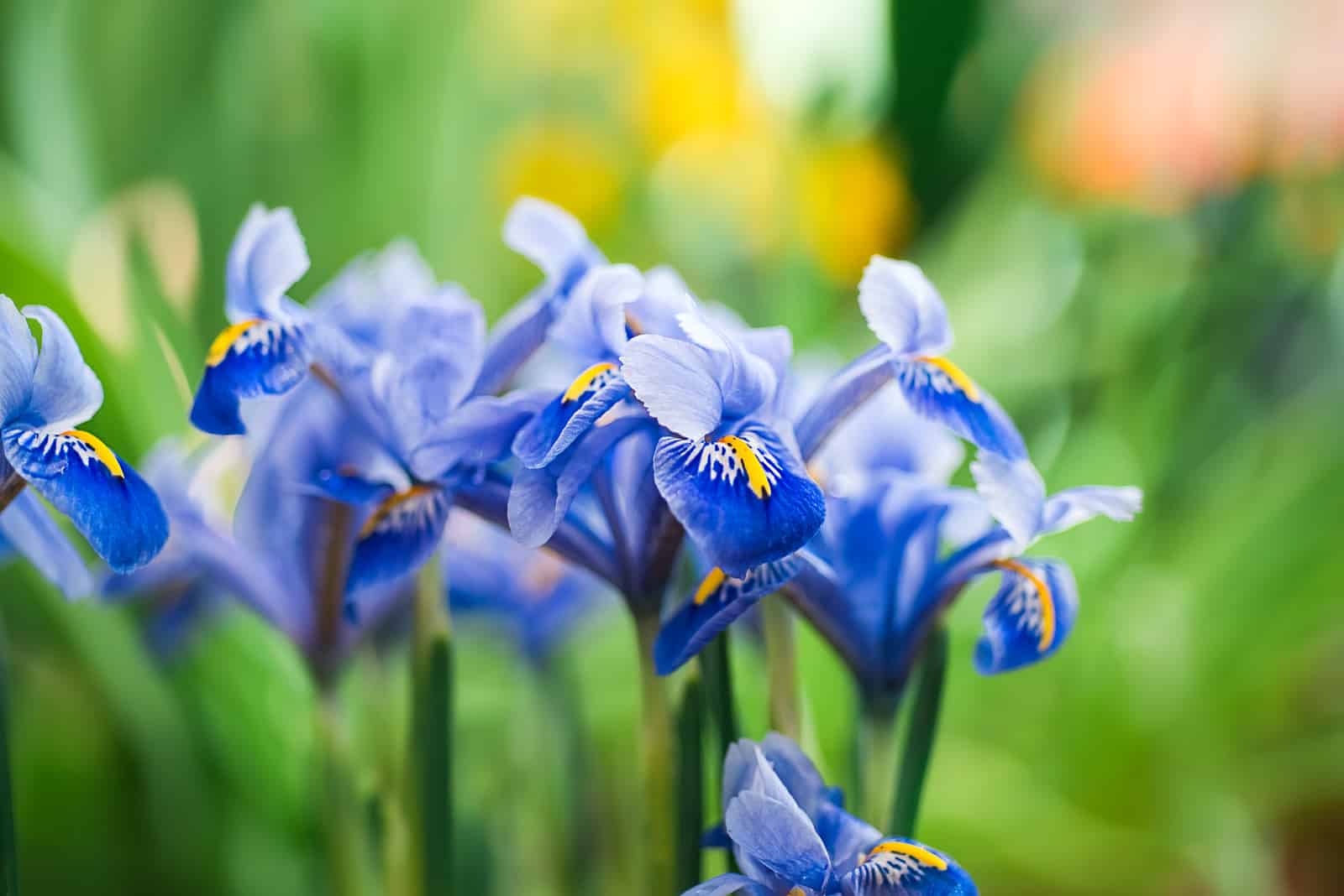 Beautiful blue irises