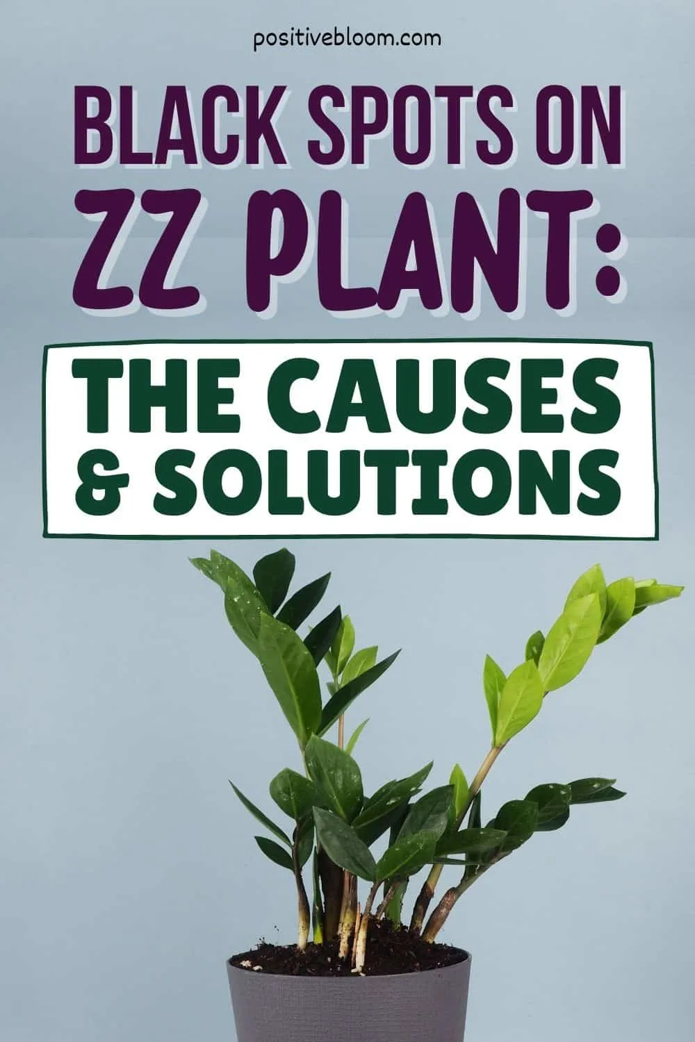 Black Spots On ZZ Plant The Causes And Solutions Pinterest