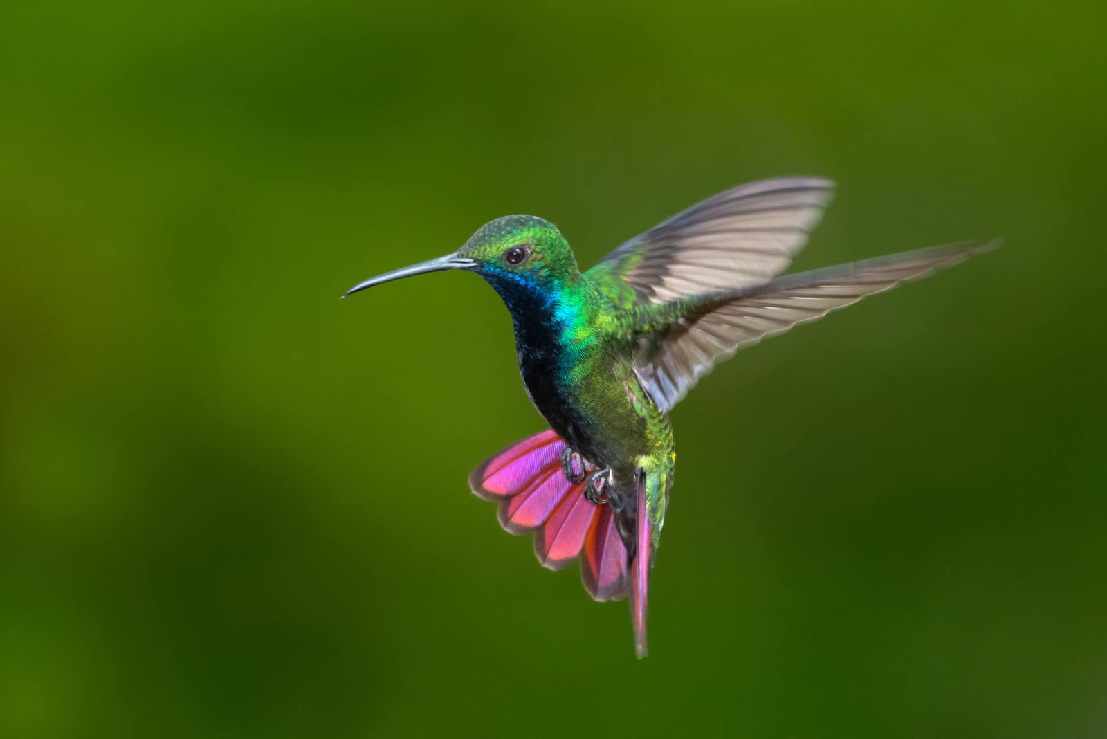 Black-throated Mango hummingbird hovering in the air