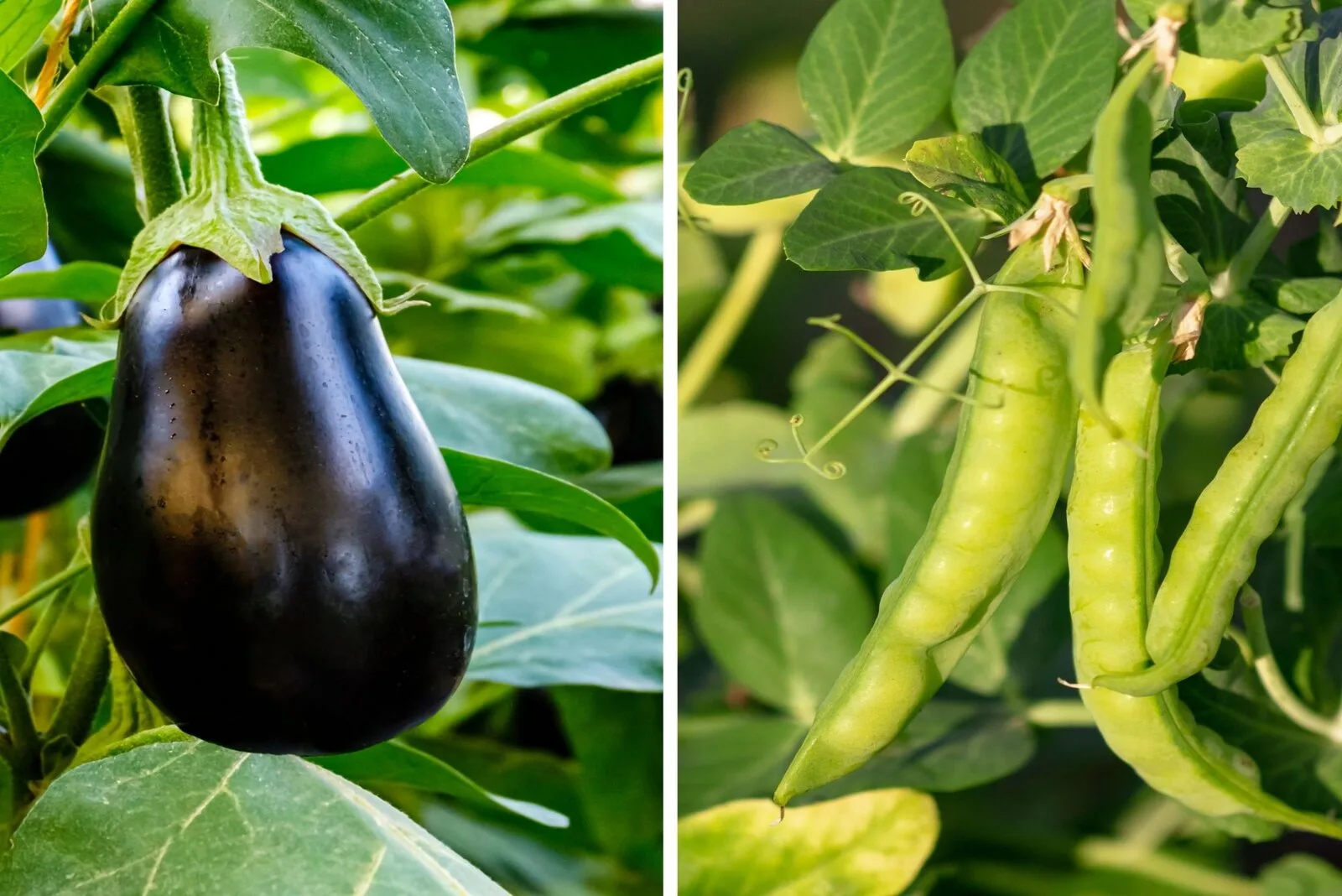 Bush Beans And Eggplants