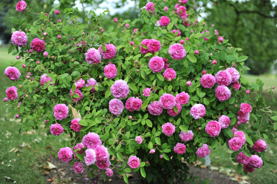 9 Stunning Italian Roses To Add To Your Garden