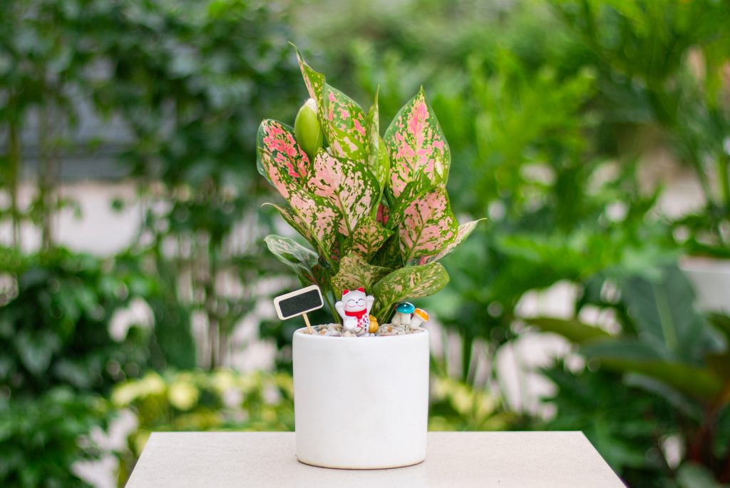 Chinese Evergreen Indoor Plant