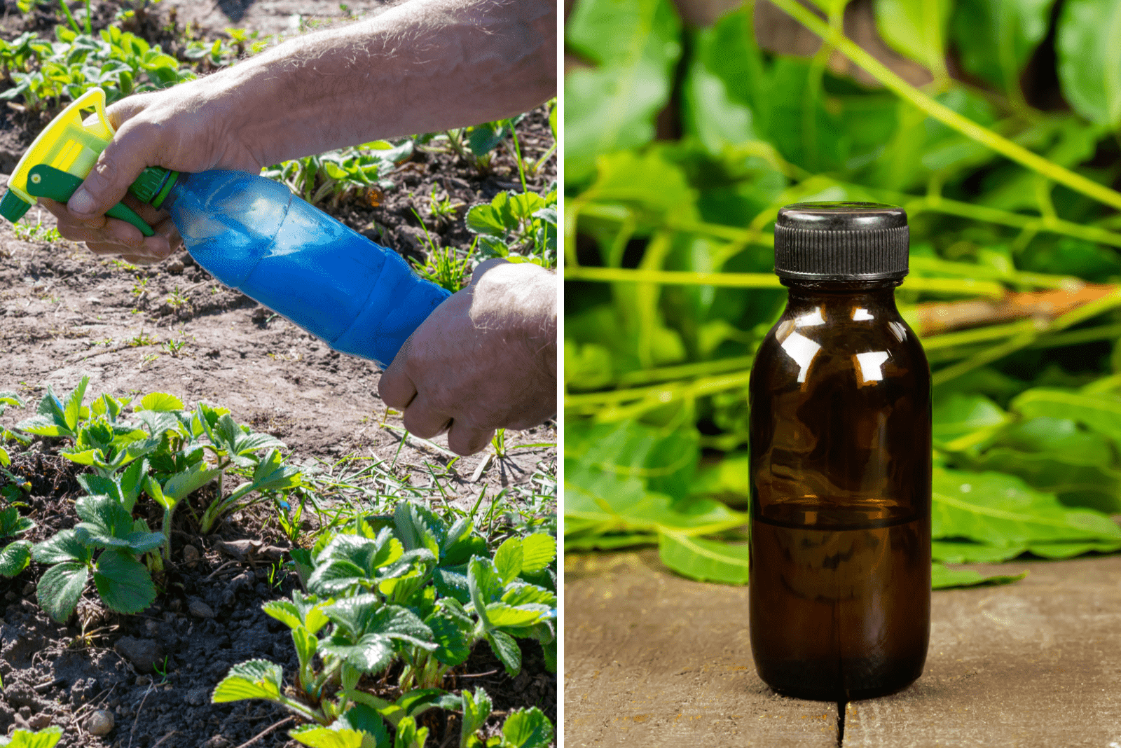 Copper Fungicide Vs Neem Oil: What’s The Better Option?