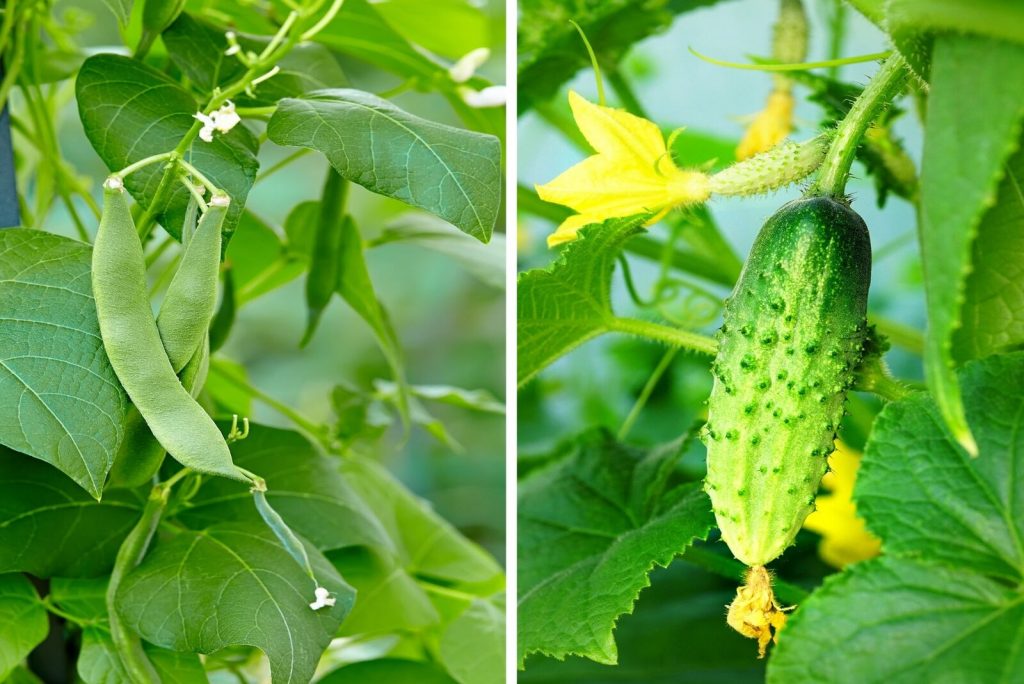 Find Out What Vegetables Grow Well Together In Containers?