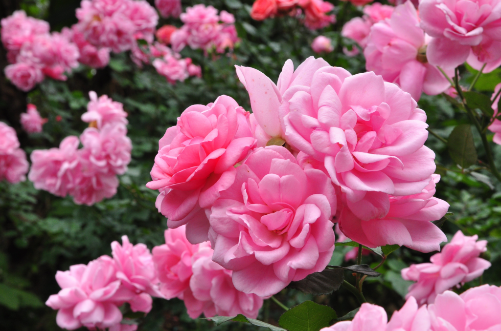 9 Stunning Italian Roses To Add To Your Garden