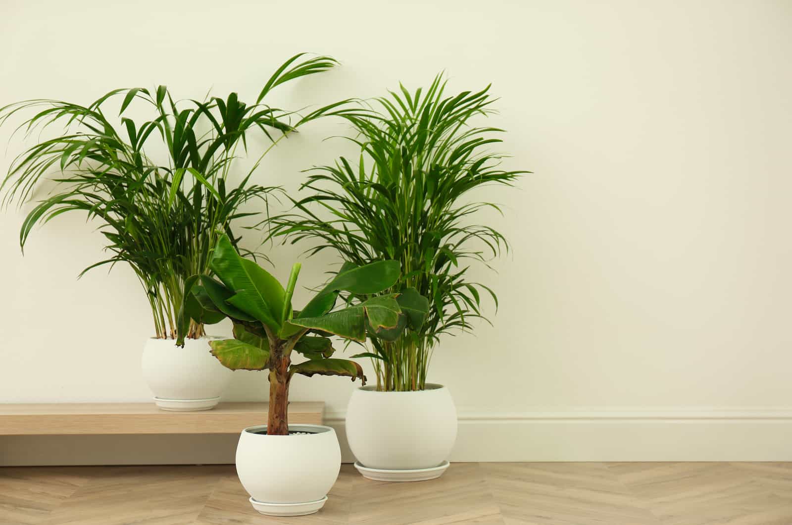 Different exotic house plants near white wall.