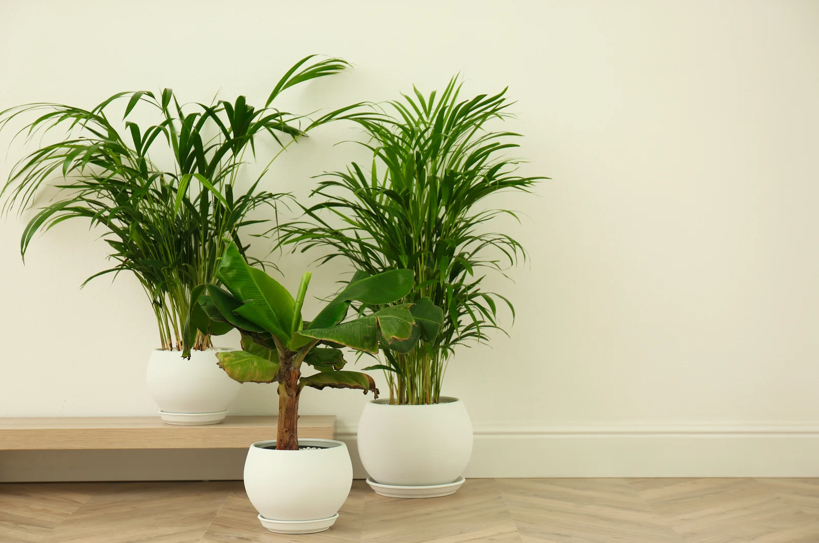 Different exotic house plants near white wall.