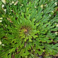 rose of Jericho blossomed