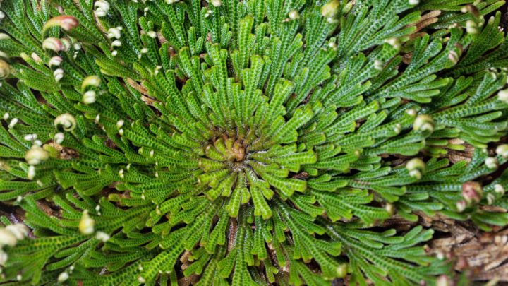 Dive Into The Spiritual Plant World: Full Rose of Jericho Care Guide
