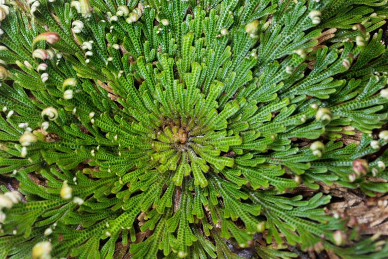rose of Jericho blossomed