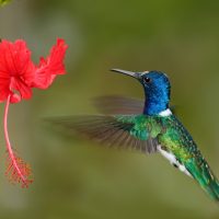 hummingbird flying next to beautiful red hibiscus flower