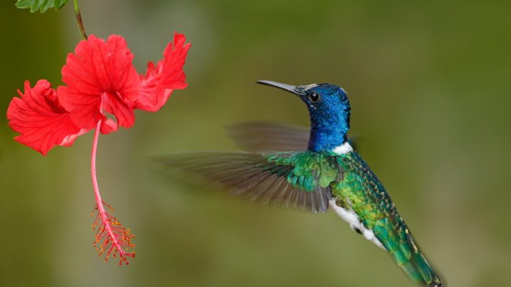 Do Hummingbirds Like Hibiscus: The Definitive Answer