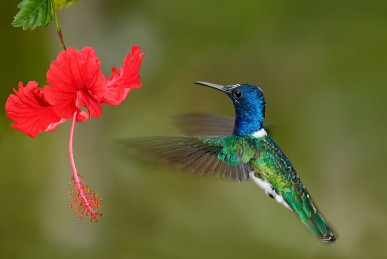 hummingbird flying next to beautiful red hibiscus flower