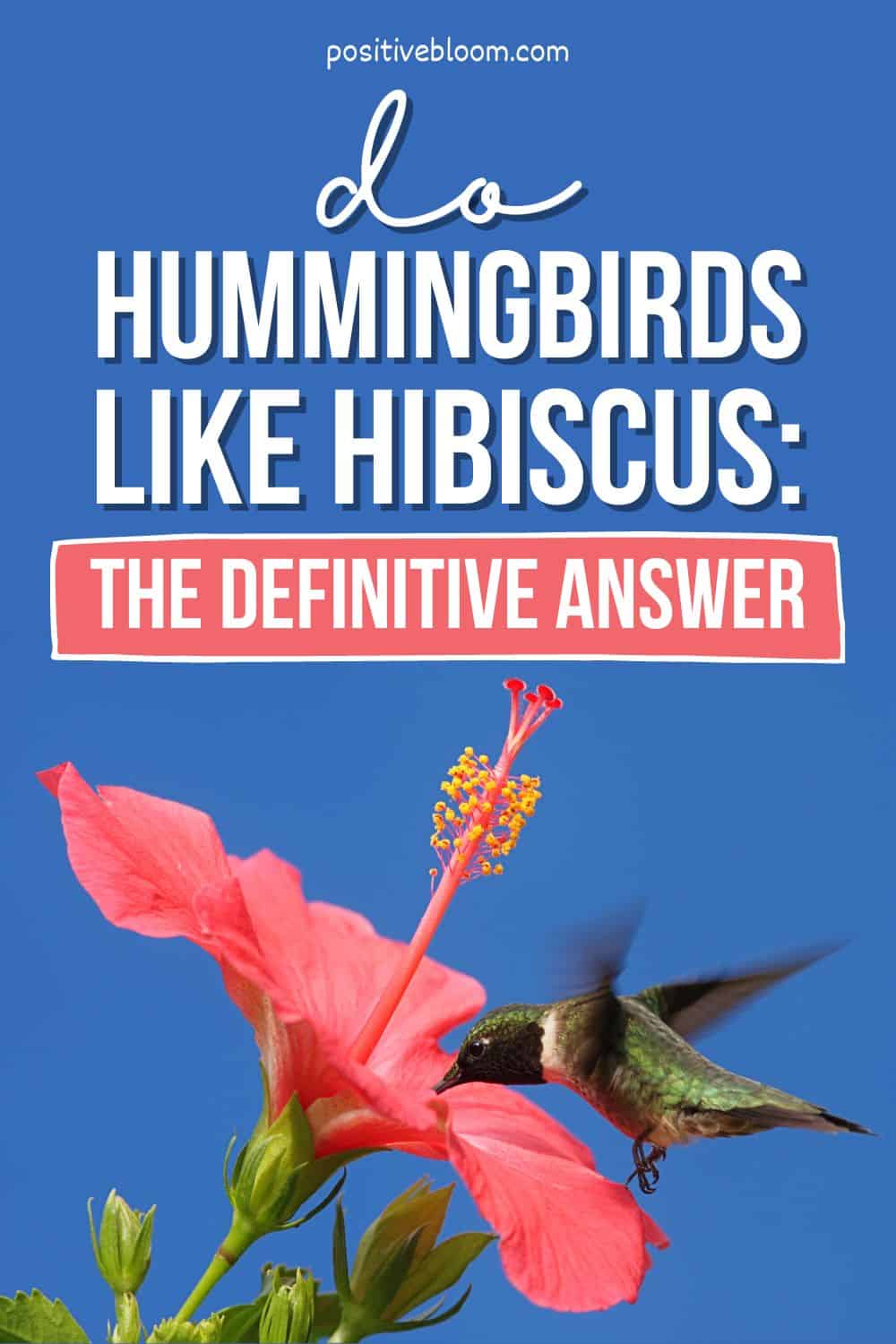 Do Hummingbirds Like Hibiscus The Definitive Answer Pinterest