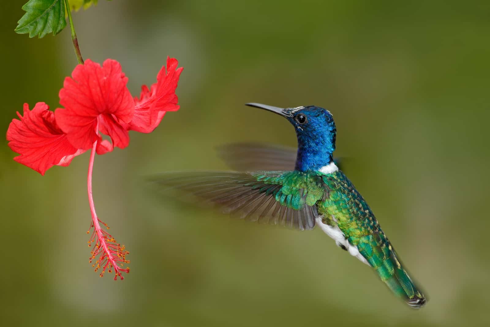 Do Hummingbirds Like Hibiscus: The Definitive Answer