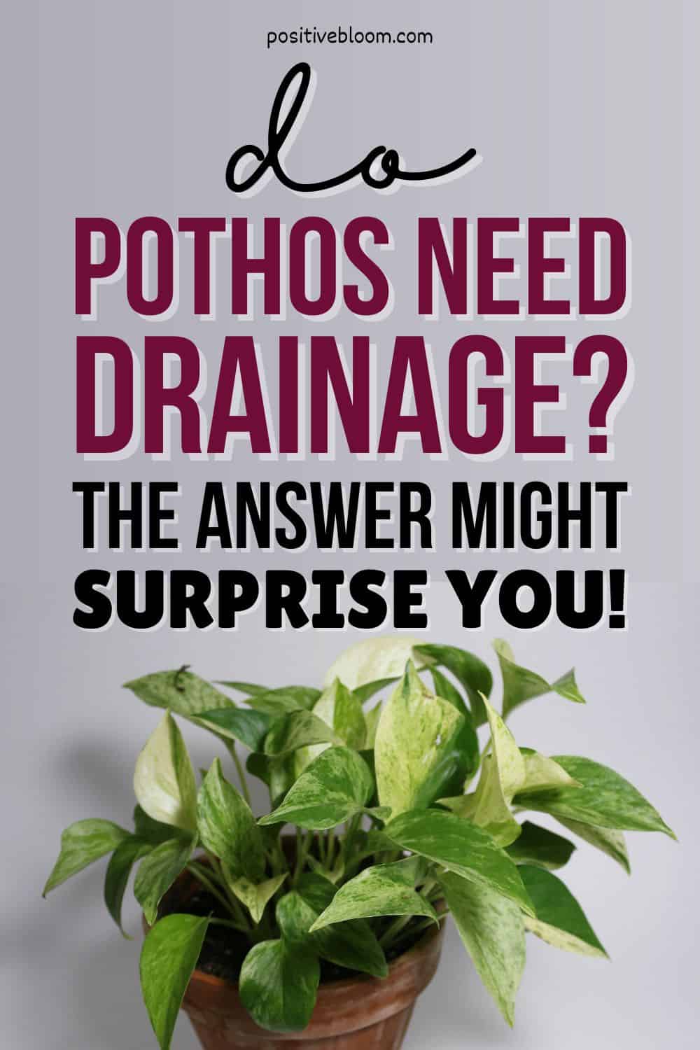 Do Pothos Need Drainage The Answer Might Surprise You! Pinterest