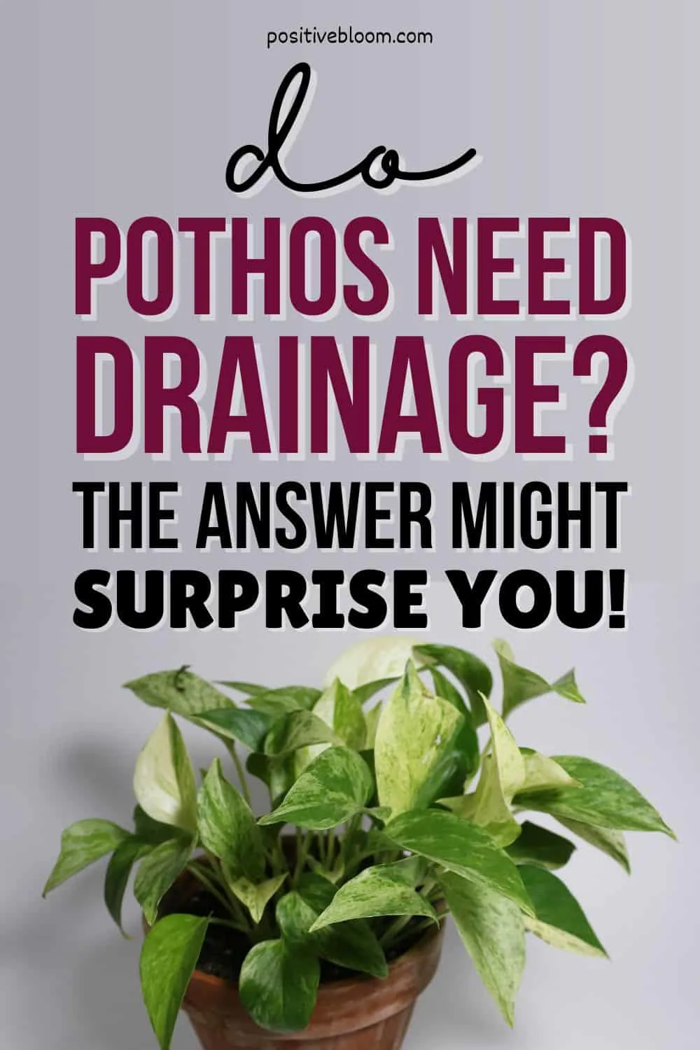 Do Pothos Need Drainage The Answer Might Surprise You! Pinterest