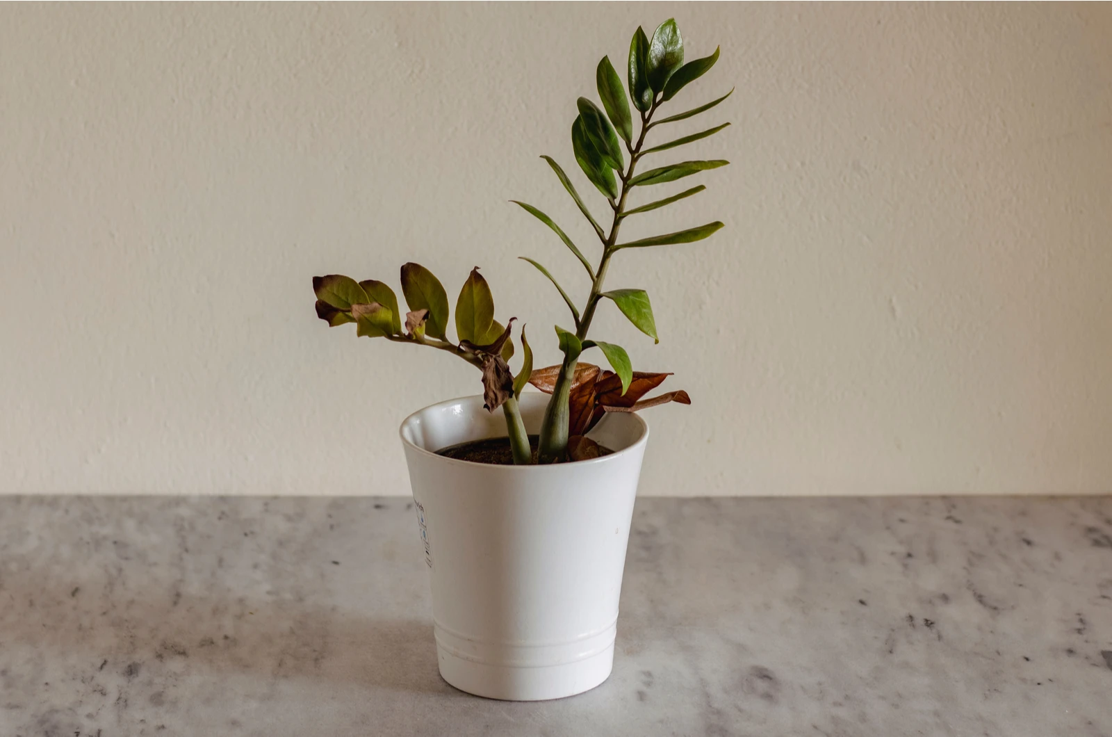Dying Zamioculcas plant in a pot