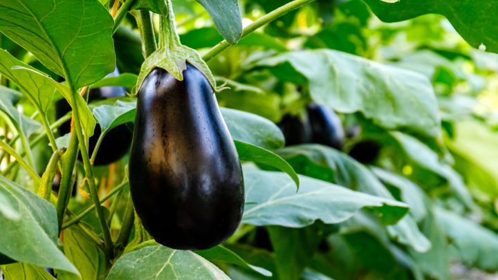 Eggplant Growing Stages: Useful Tips For Growing Eggplants