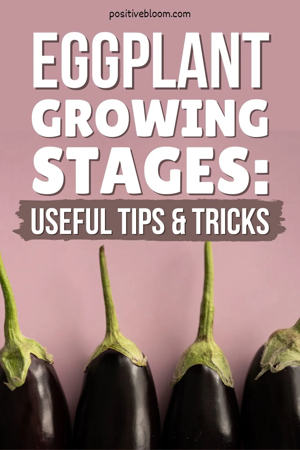 Eggplant Growing Stages Useful Tips For Growing Eggplants Pinterest
