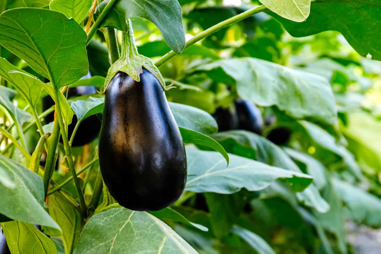 Eggplant Growing Stages: Useful Tips For Growing Eggplants