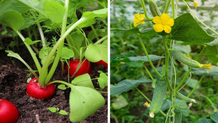 Find Out What Vegetables Grow Well Together In Containers?
