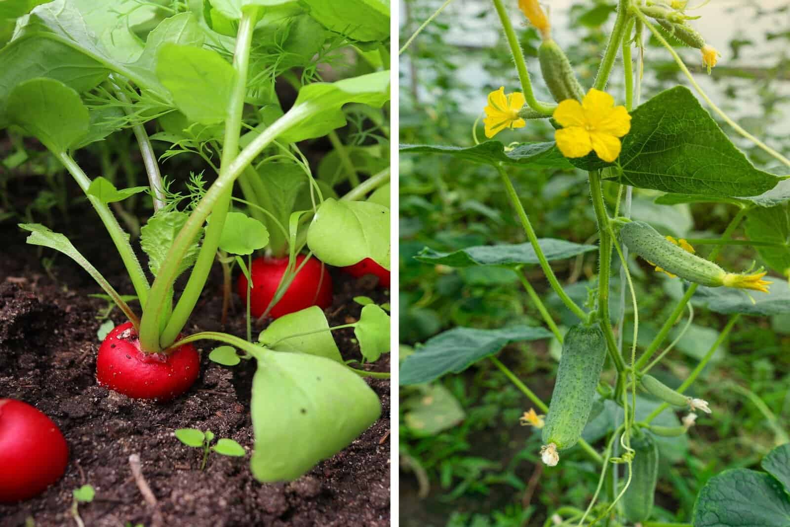 Find Out What Vegetables Grow Well Together In Containers?