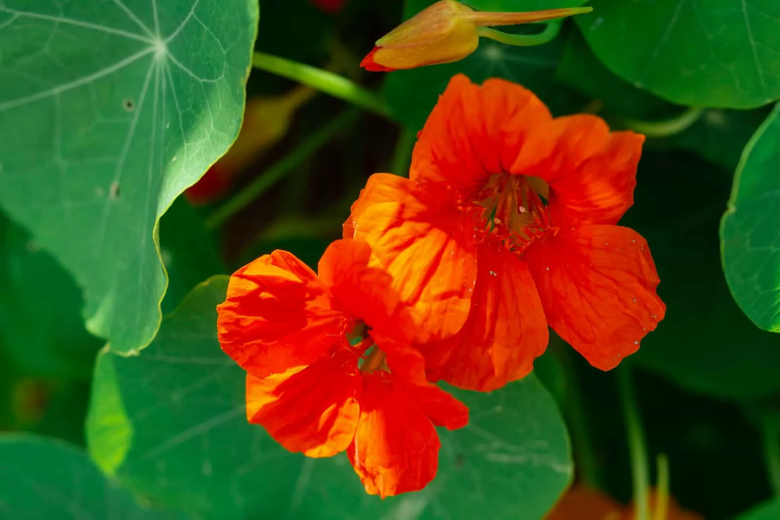 Flaming orange flower of garden nasturtium