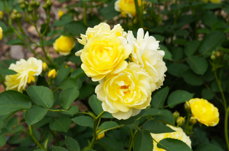 9 Stunning Italian Roses To Add To Your Garden