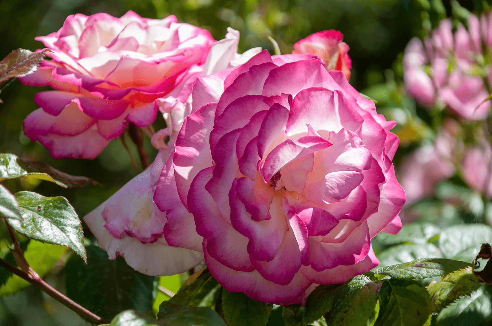 Gallica roses