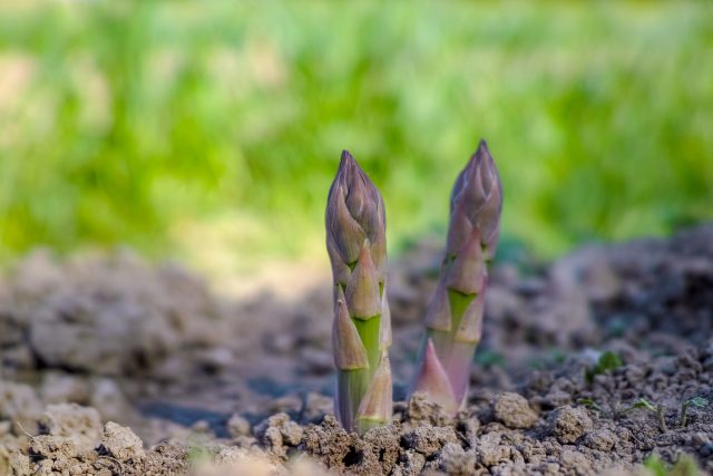 The 7 Stages Of Growing Asparagus: All Your Questions Answered