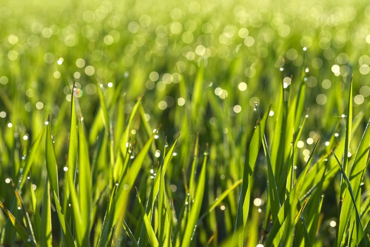 How Often To Water Grass Seed: Useful Tips And Tricks