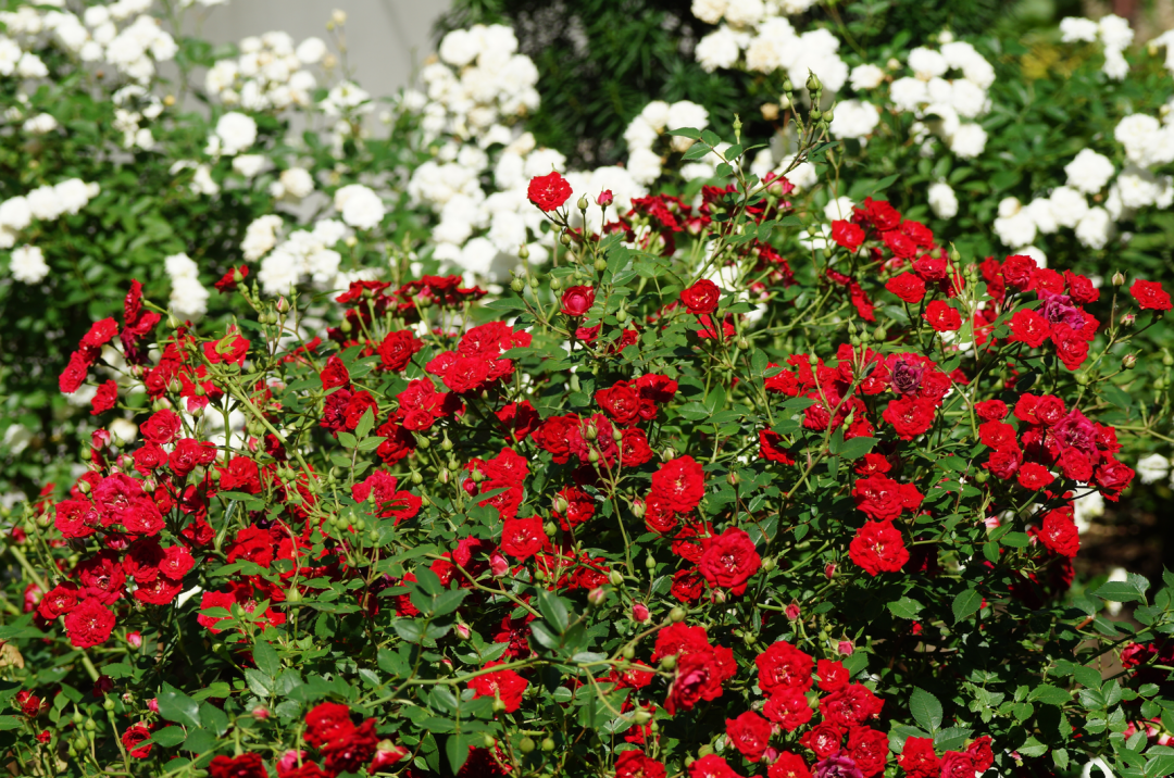 9 Stunning Italian Roses To Add To Your Garden